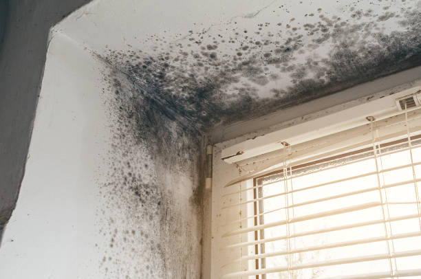 Affordable Mold Cleanup solutions in Caldwell, NJ