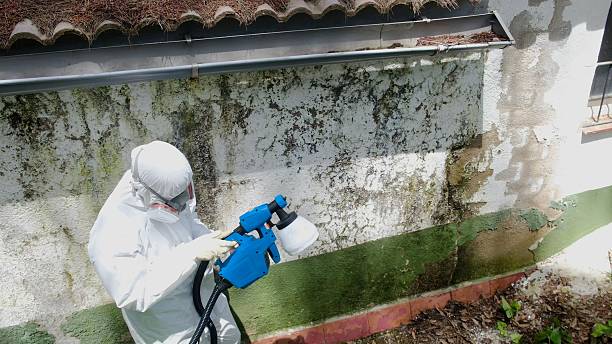Top rated local Mold Cleanup specialists in Caldwell, NJ